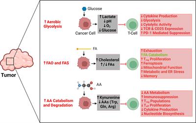 The role of tumor metabolism in modulating T-Cell activity and in optimizing immunotherapy